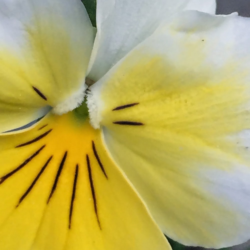 Meet your Posher, Jenny